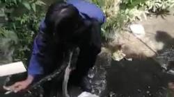 Petugas Damkar Evakuasi Ular Sanca 2 Meter di Warudoyong Sukabumi<