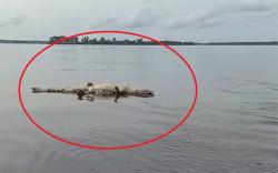 Posisi Terlentang, Bangkai Buaya Besar Mengambang di Sungai Mentaya Mulai Berbau Busuk