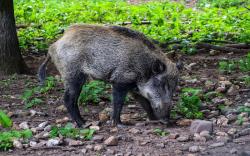 Diduga Duel dengan Babi Hutan, Warga Ini Ditemukan Tewas Penuh Luka <