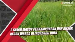 Video 2 Gajah Masuk Perkampungan dan Rusak Kebun Warga di Indragiri Hulu