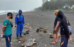Seekor Penyu Ditemukan Mati di Pantai Cangkring Bantul, Ada Sampah Plastik pada Mulutnya<