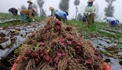 Panen Perdana Bawang Merah di Food Estate Lereng Gunung Sindoro