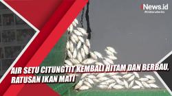 Video Air Setu Citungtit Kembali Hitam dan Berbau, Ratusan Ikan Mati