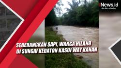 Video Seberangkan Sapi, Warga Hilang di Sungai Kedaton Kasui Way Kanan
