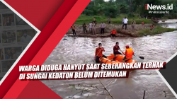 Video Warga Diduga Hanyut saat Seberangkan Ternak di Sungai Kedaton Belum Ditemukan