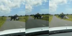 Viral Seekor Gajah Ngamuk di Jalan Dorong Mobil hingga Terbalik