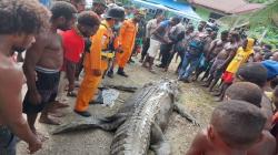 Buaya 7 Meter Ditangkap Warga, saat Perutnya Dibelah Ada Potongan Tubuh Manusia