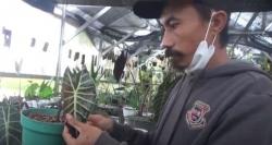 Kisah Pemuda Desa di Mamasa Sukses Bisnis Tanaman Hias hingga Raup Cuan Jutaan