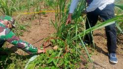 Petani di Terisi Indramayu Temukan Granat di Tengah Kebun Tebu<