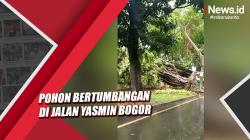 Angin Kencang, Pohon Bertumbangan di Jalan Yasmin Bogor