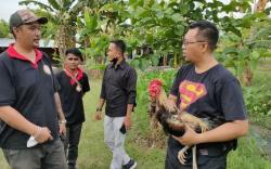 Komunitas Adu Ayam Bangkok Datangi Gubernur NTB, Ada Apa?