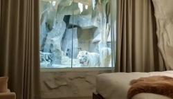 Hotel Ini Sewakan Kamar di Sebelah Kandang Harimau Putih, Berani Coba?