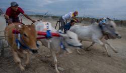 Tradisi Karapan Sapi usai Panen di Desa Tinggede Selatan Sigi