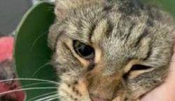 Viral di Medsos, Penganiaya Kucing di Tulungagung Divonis 3 Bulan Penjara