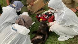 BBKSDA Sita 7 Satwa Dilindungi dari Rumah Bupati Langkat, Ini Daftarnya