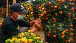 Jeruk Ini Dipercaya Membawa Keberuntungan, Diborong Jelang Perayaan Imlek