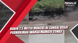 Video Buaya 2,5 Meter Muncul di Sungai Dekat Permukiman, Warga Mamuju Cemas