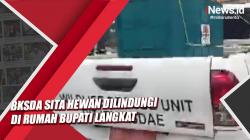 Video BKSDA Sita Hewan Dilindungi di Rumah Bupati Langkat