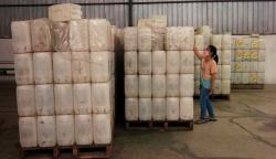 Pemerintah Bakal Bangun Pabrik CPO di Bengkulu untuk Stabilkan Harga TBS Sawit