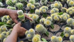 Petani Milenial Ekspor Tanaman Hias ke Korea