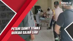 Tragis, Petani Sawit di Siak Riau Tewas Diinjak Gajah Liar