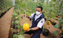 Kunjungi Agro Edu Wisata Cilangkap, Begini Ekspresi Anies saat Panen Melon Golden