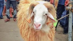   Warga Kaki Gunung Sumbing Gelar Festival Domba, Pesertanya Ada yang dari Sleman 