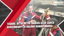 Video Tegang, Detik-Detik Evakusi Ular Sanca Bersembunyi di Kolong Rumah Warga