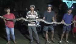 Menegangkan, Warga Jepara Tangkap Ular Piton saat Akan Mangsa Ayam