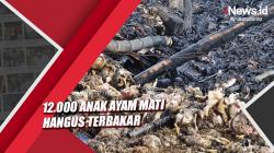 Tragis, 12.000 Ekor Anak Ayam Mati Hangus Terbakar di Blitar