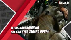 Lepas dari Kandang, Seekor Kera di Palangkaraya Serang Bocah