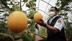 Anies Sebut Kebun Golden Melon Berpotensi Jadi Sentral Wisata Jakarta