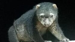 Kuskus Beruang Sulawesi Dilepas ke Kawasan Taman Nasional Bogani Nani Wartabone