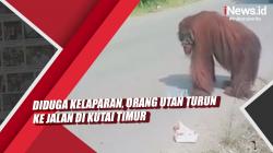 Video Diduga Kelaparan, Orang Utan Turun ke Jalan di Kutai Timur