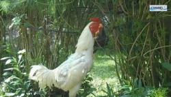  Viral Ayam Jantan Berkokok Panggil Nama Pak Jokowi