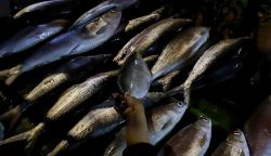 Berburu Ikan Bandeng Besar Jelang Tahun Baru Imlek