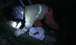 Resahkan Warga, Sarang Tawon Vespa Berukuran Besar Dievakuasi Petugas Damkar