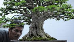 Deretan Bonsai Cantik Dipamerkan di Jambi