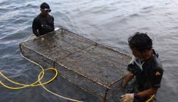 Budi Daya Koral Banyuwangi untuk Ekspor