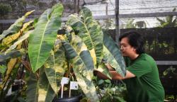 Intip Budidaya Tanaman Hias di Indonesia, Digemari Banyak Masyarakat hingga Dilombakan