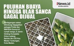 Infografis Puluhan Buaya hingga Ular Sanca Gagal Dijual
