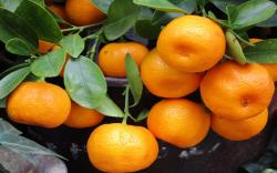 Jeruk Mandarin Identik dengan Imlek? Ternyata Ini Alasannya<