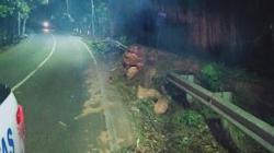 Tragis! 1 Pemuda Tewas Tertimpa Pohon saat Melintas Tanjakan 46 Paceda Bitung 