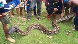 Tanjung Jabung Barat Geger! Nenek Petani Karet Tewas Ditelan Ular Piton