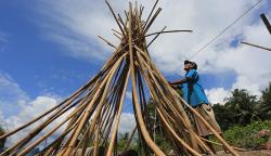 Rotan Mentah dari Hutan Tropis Simeulue Dijual Rp10.000 per Kilogram