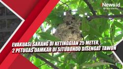 Video Evakuasi Sarang di Ketinggian 25 Meter, 2 Petugas Damkar di Situbondo Disengat Tawon