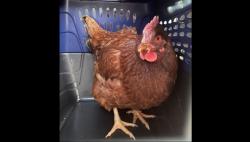 Heboh, Ayam Menyusup ke Kantor Dephan AS Diamankan Petugas Bersenjata Lengkap