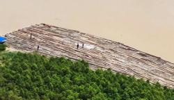 Penampakan Ribuan Kayu Ilegal Mengapung di Sungai Mahakam Kalimantan Timur