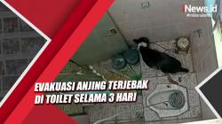 Petugas Damkar Palangkaraya Evakuasi Anjing Terjebak 3 Hari di Toilet