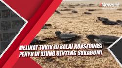 Melihat Penangkaran Tukik di Balai Konservasi Penyu di Ujung Genteng Sukabumi